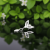Labret Crystal Leaf Dangle z tytanu ASTM F-136